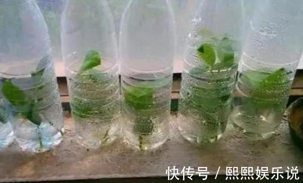 烦恼家中没有花盆就用2种''养花神器''，后者可循环使用