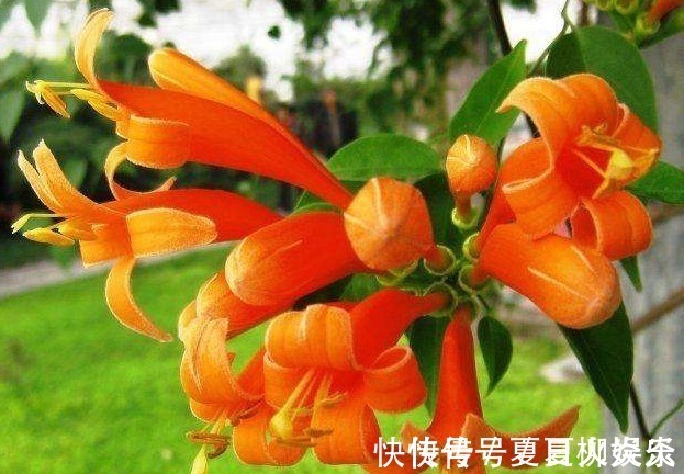 花裙子|此花花姿别致,盛开时宛如火星似的炸成一片,寓意为祈祷安康