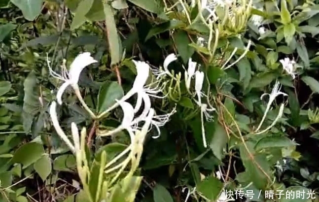 一种野草花开价值便高,是一味天然好药材,见着还请珍惜摘回家