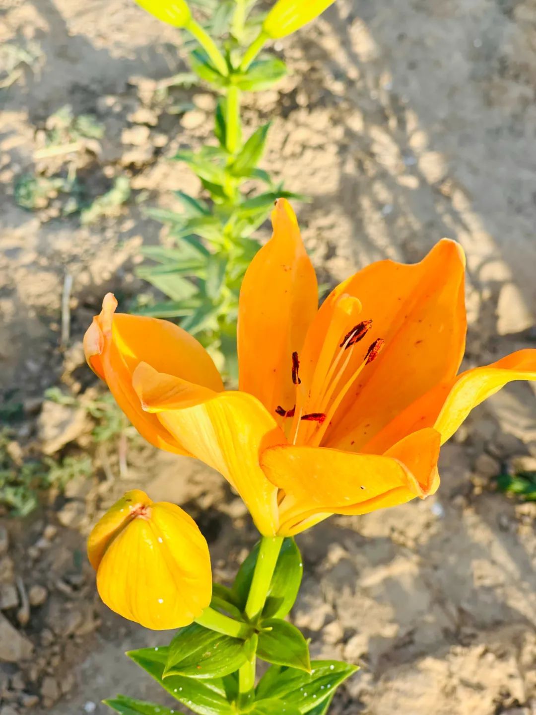 花海|必打卡！临河这些花海已盛开