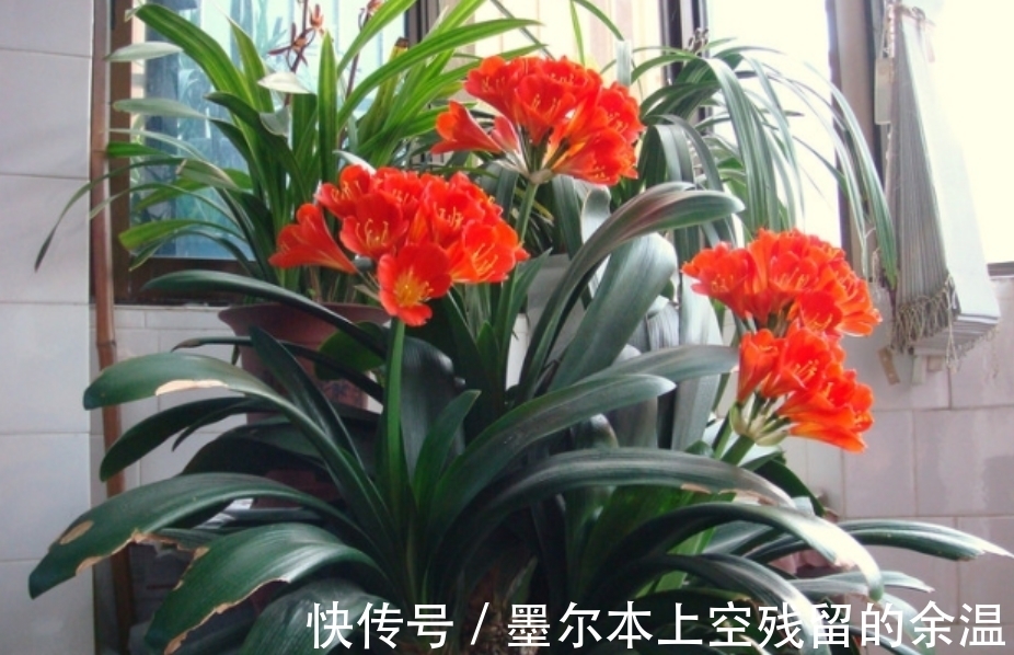 闲话君子兰和啤酒之间的关系、养护方法