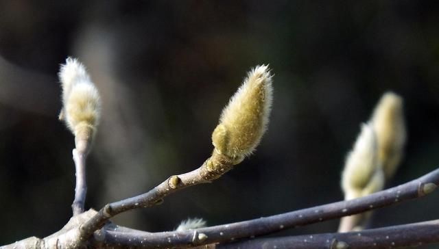 白芷|此物“专通鼻窍”,可解各种鼻窍病证,但唯有初春可采,切勿错过