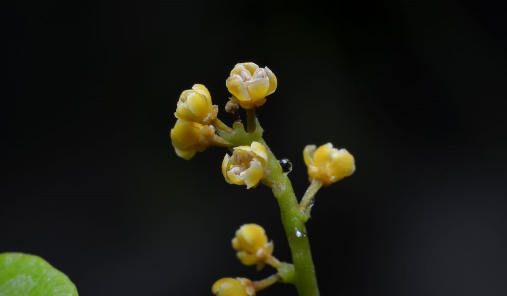 不会养米兰花，学会“3招”后生长旺，枝叶茂密开花“爆盆”