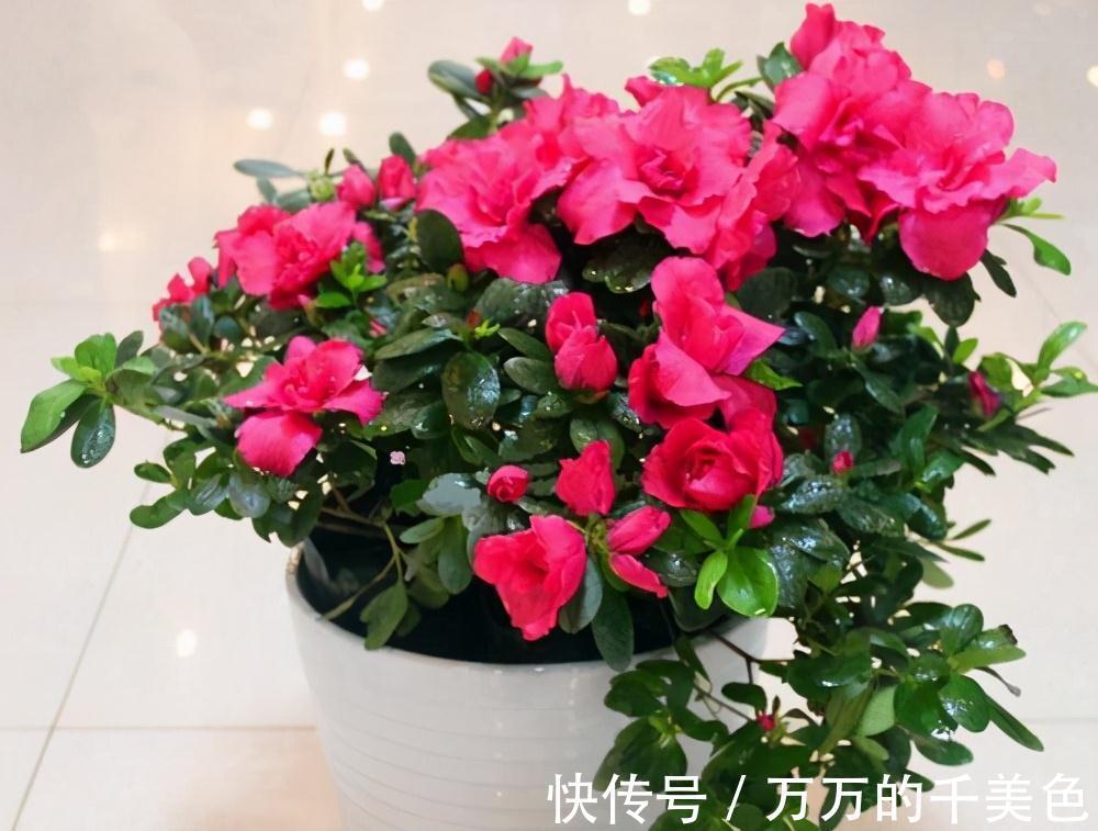 杜鹃花的花苞从长出来到开花需要多长时间,好久还没开花,正常吗