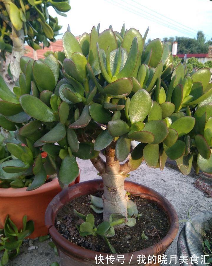 养玉树3个“控养法”，学会克制，才能长成“玉树临风”的大盆景