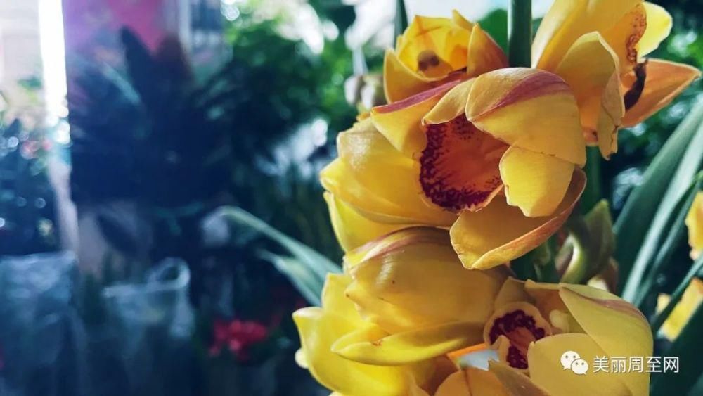 老城|周至县城有条街，叫面粉厂巷子...