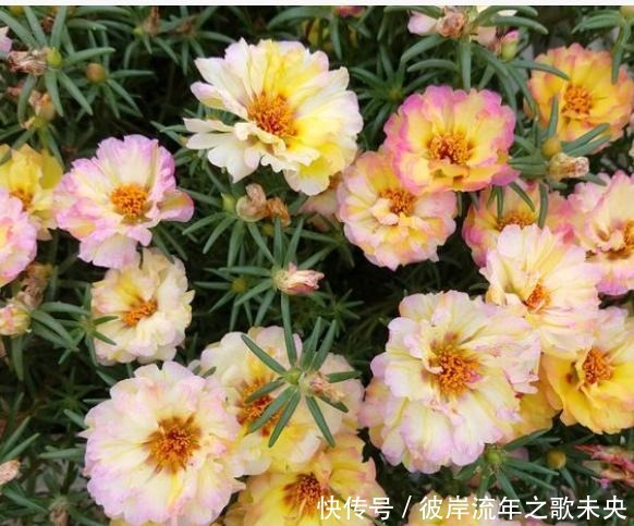 阳台养盆它,比多肉还好养,开花五颜六色,四季有花看