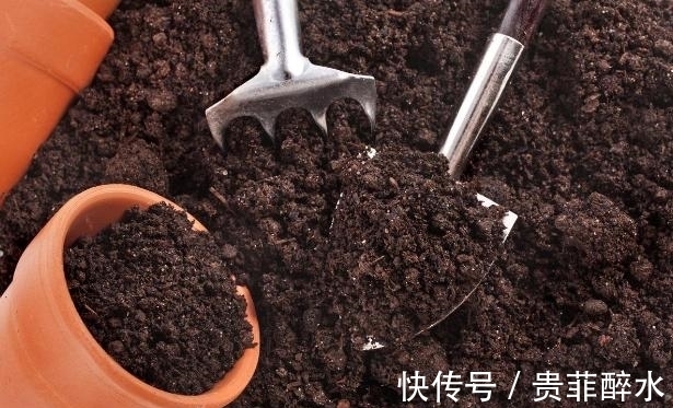 买肥料不如自制,牢记这几招,养花才不会再出问题