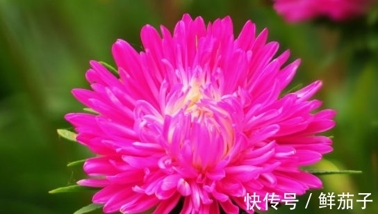 4种花号称开花能手，不用管也能繁花似锦，花色美轮美奂