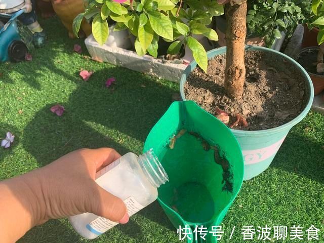 花卉|3种花都是“酸水”喂大的，每月浇点醋，黄叶消失，花满枝