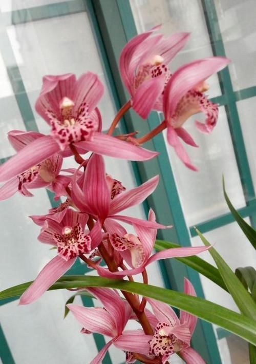 获得4次金奖的兰花,开花后美艳动人,气味芳香,新老兰友都能养