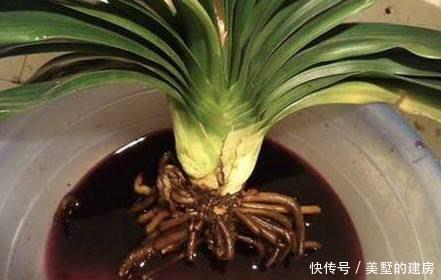 君子兰根|养花烂根了,全扔掉?别,一个小方法立马满血复活