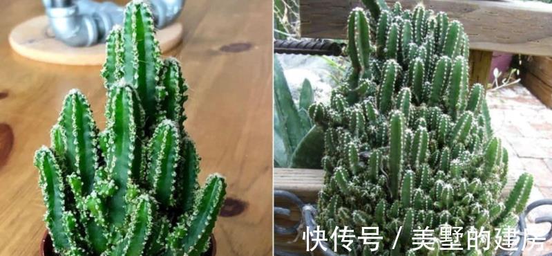 水溶肥|夏季给植物盆栽施肥，有3个忌讳点，做错了就会黄叶烂根