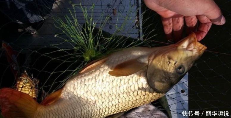 水库钓鱼，这些技巧不能忘！学好了，爆护简直太轻松