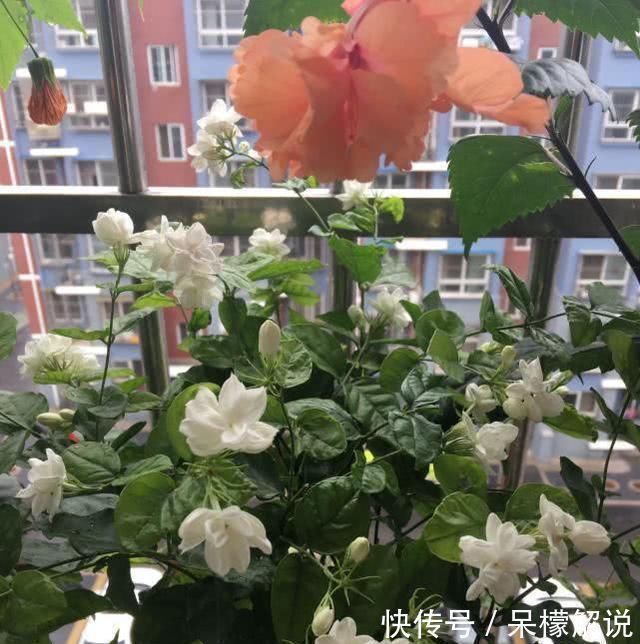 茉莉|茉莉修剪后，新枝细弱是这3点没做好，改一改，茉莉复花又爆盆