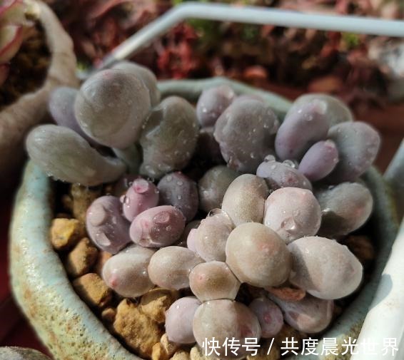 浇水|花友硬生生把“普货”桃美人养出“贵货”的状态，离不开这5点！