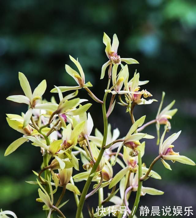 老前辈养兰花，盆里撒把粉，兰花呼呼长，叶子厚绿油亮，不烂根