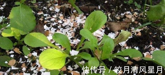 鸡蛋壳|这些垃圾都是养花的“宝贝”，简单处理一下，养啥花都不错！