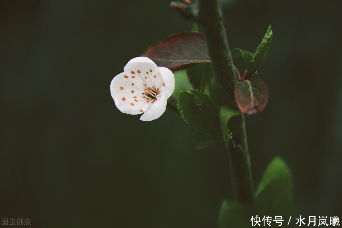 等待|你若安好,便是晴天,在一杯茶的光阴里,等待故人重逢