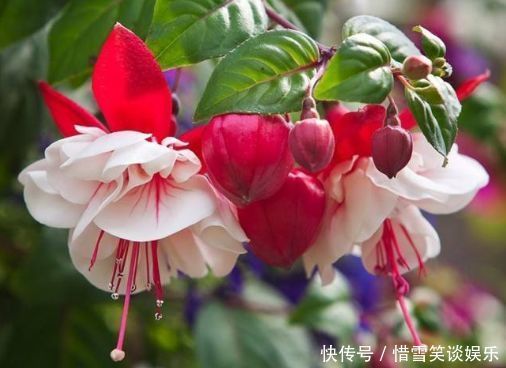 虎刺梅|喜欢养花,不妨养这些花,花期长易打理,四季繁花似锦,美