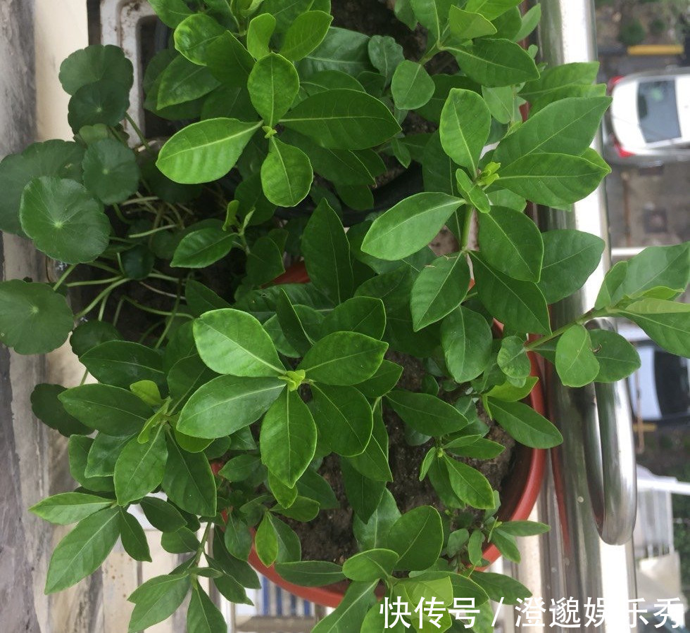 清新|家里有不用的瓶子,拿来水培3种绿植,简单好养清新漂亮