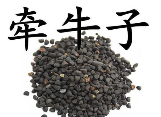 何首乌|这十种中药，用好是良药，没用好是“毒”药