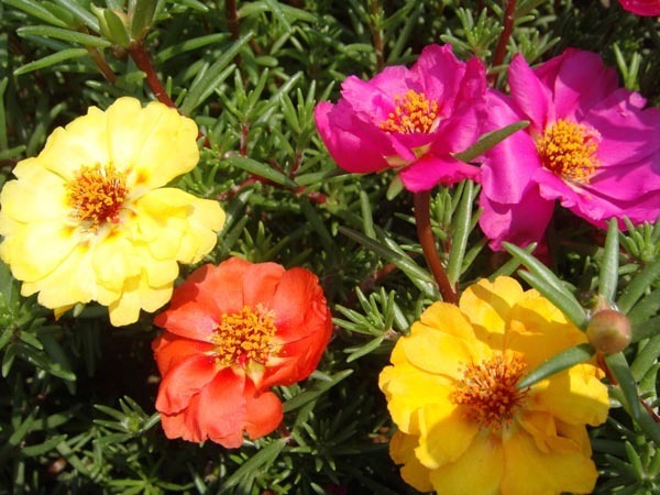 此几款花朵,随便一养就爆盆,花开美艳又动人,超适合懒人养