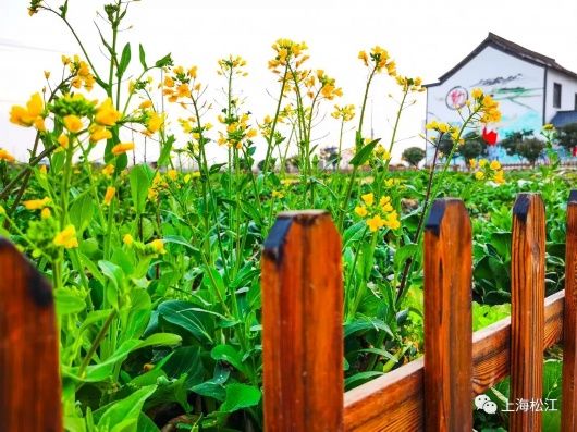 中年|春天的味道！松江这里的菜花开啦【爱申活 暖心春】