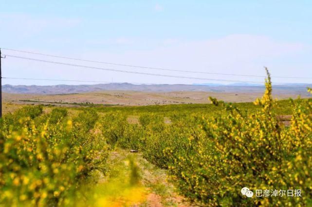 柠条|石哈河只有油菜花？那是你没见过58万亩柠条！