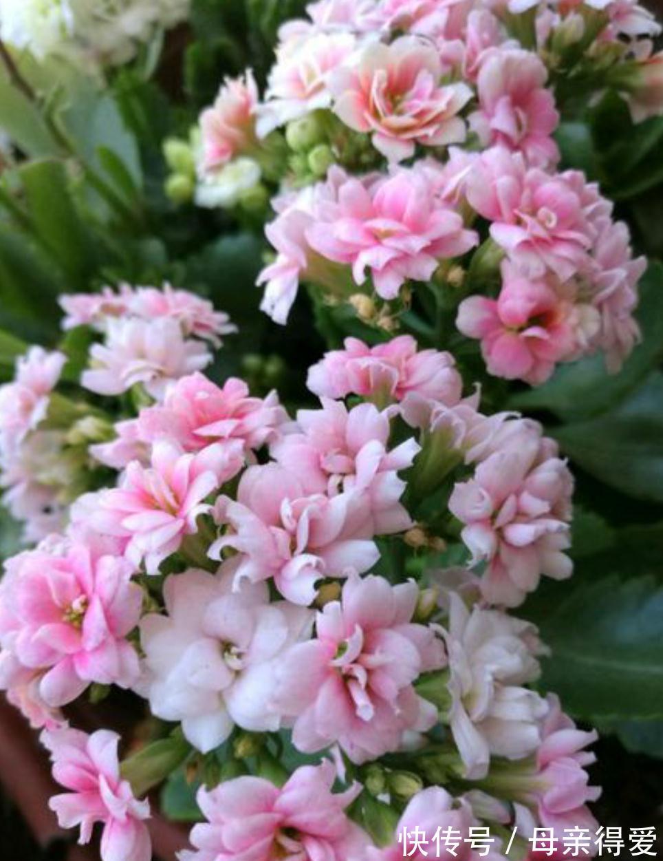 长寿花买回来不会养,花苞枯萎黄叶多,换换方法,花开靓丽赏花久