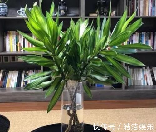 叶片|4种花很漂亮,养家里1盆,幸福、财源滚滚,一养就是10年!