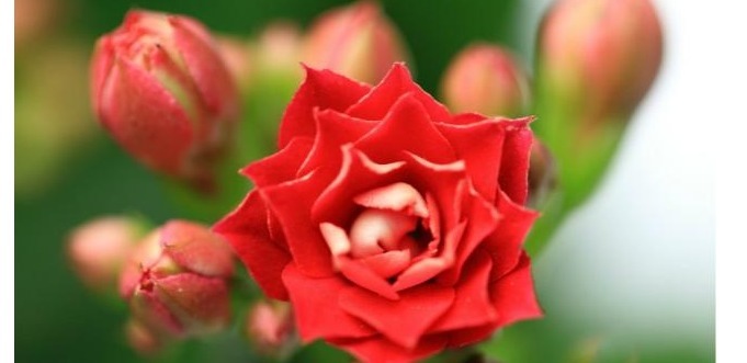 以下养的长寿花，开花又美又多，每年都有花赏，值得一试