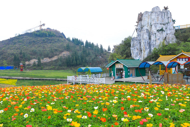 ［百里杜鹃］花开百里，只为遇见你