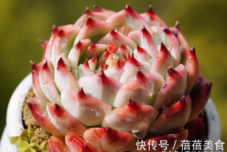 11月份买什么多肉好?当然要买这7款容易上色的多肉,服盆就变美