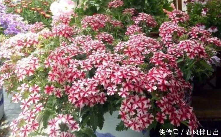 4种花高贵优雅,看了就让人沉醉,好养漂亮,一开就是300多天!