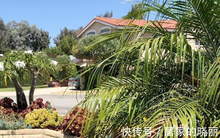 火山石|做一个多肉植物庭院,省心省事好打理,满满的异域风情