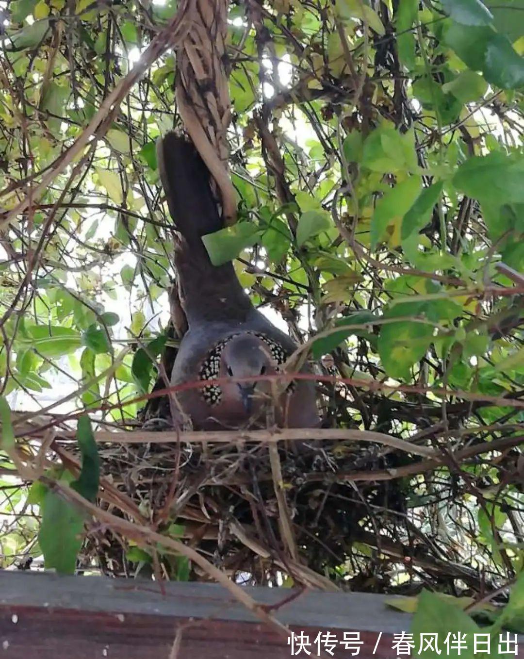白檀|养到烦人的花，盆都不够用，扔掉还很心疼