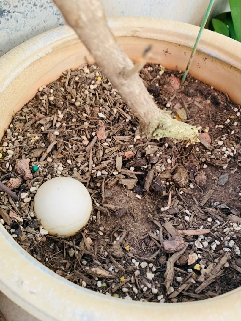 换盆之后的土,掺上一点“小东西”,土壤肥得流油