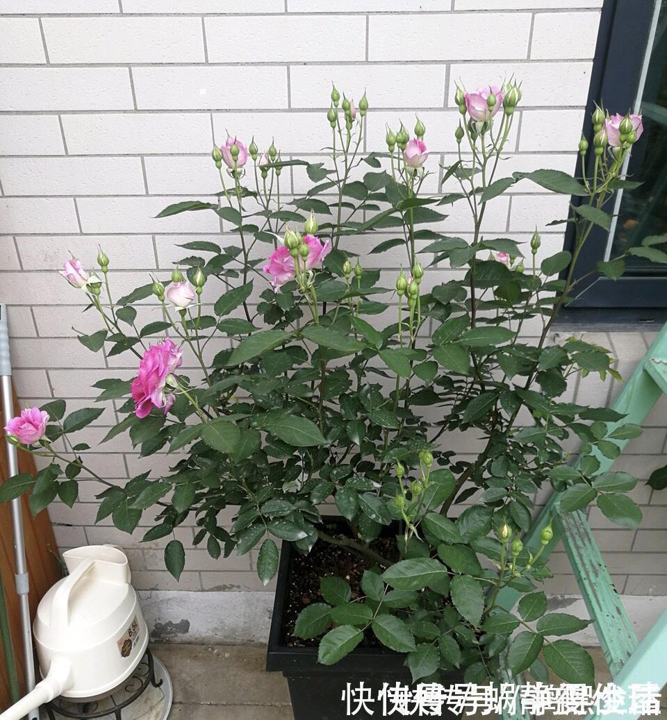 残花梗|月季开完花,这样一处理,2周以后花芽“嘟嘟冒”,花朵开爆