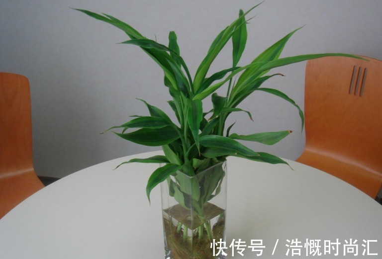 富贵竹水培爱黄叶,用了不少办法都难改善,不如试试它