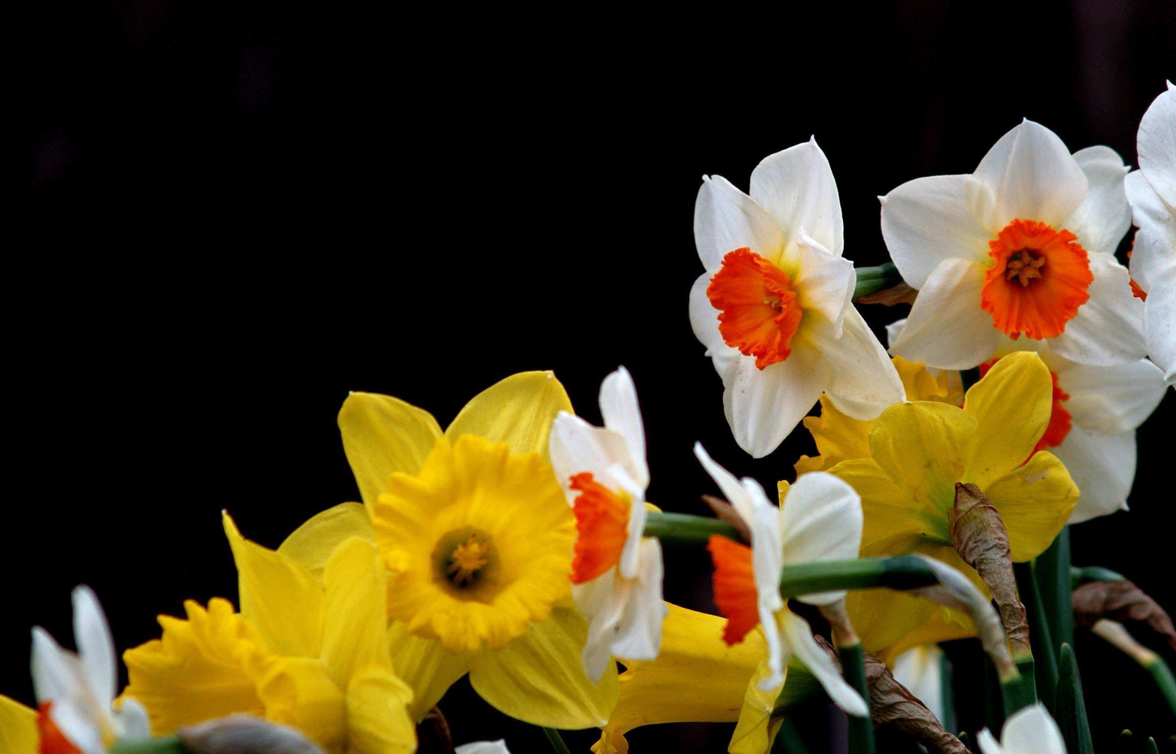 此花象征着思念和吉祥，花大色艳，应用广泛，可用作切花观赏