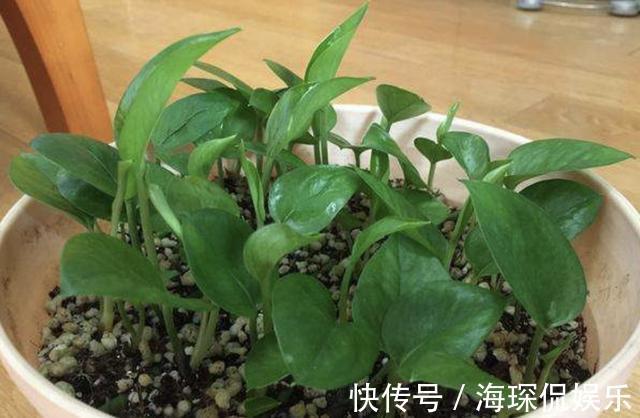 花卉|夏天还买花5种花枝条“折1根”,扔花盆里,萌发“小根系”