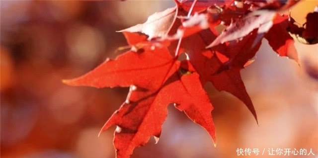 动人|绝美秋词:含蓄动人,意蕴无穷的相思枫叶丹
