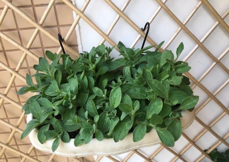 长出更多|这6种花,要经常“摘心”,分枝多开花多,株形更丰满