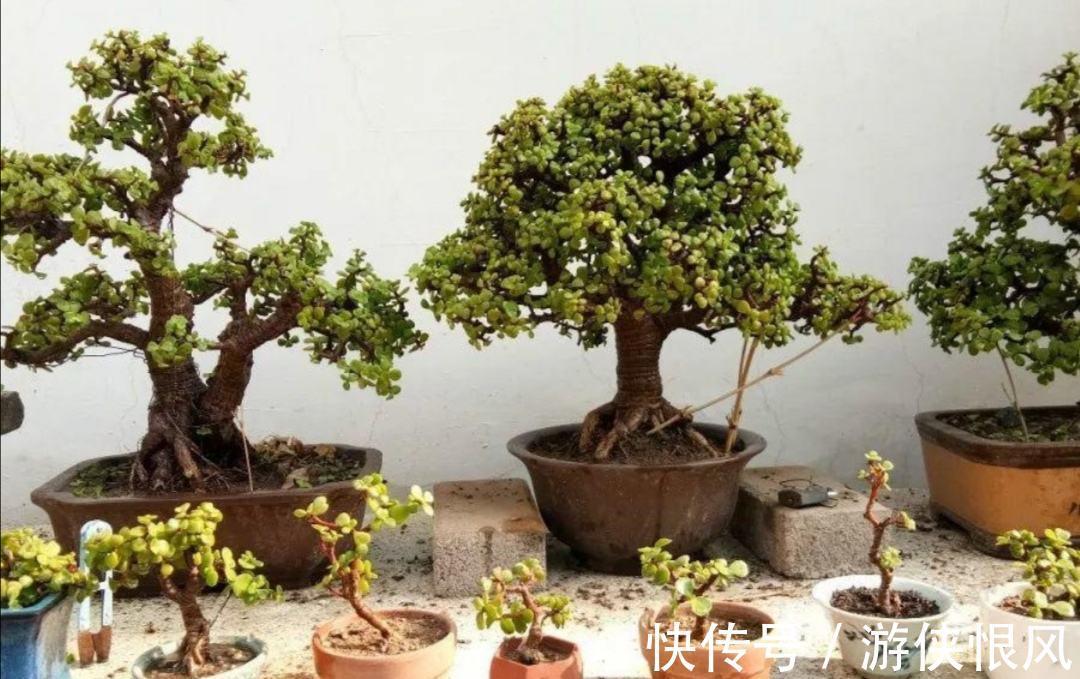 有机肥|金枝玉叶有6怕,难怪叶片哗哗掉,避开枝叶紧凑,二三年成老桩