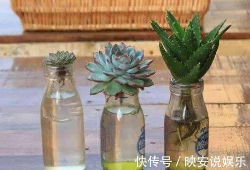 养护|多肉怕水不敢浇水养这几个品种,喜水可以水培,长得真旺
