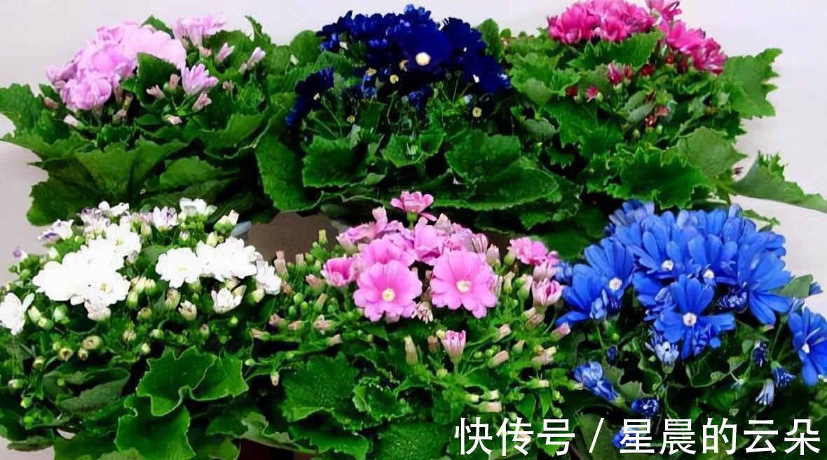 水仙花|养这5种盆栽，0℃都开花，且最后一种花期超长，像假花一样