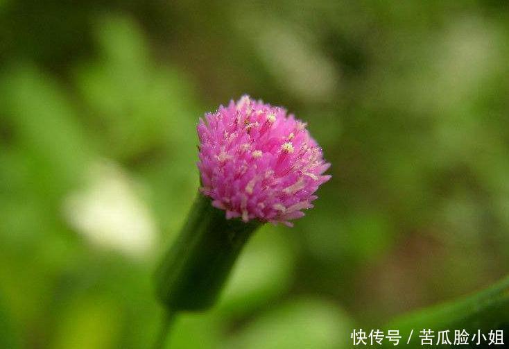 铲掉|农田里常有的一种野草,常被农民铲掉,清热解毒的良药,您认识吗