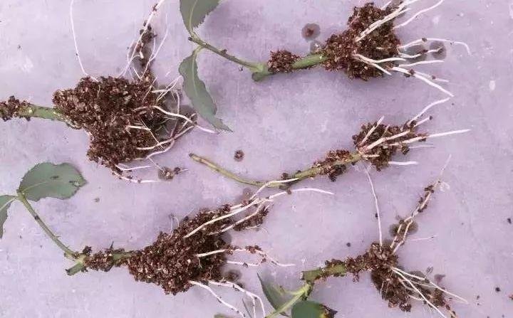 厨房这4种材料，原来是生根宝藏，教你自制生根剂