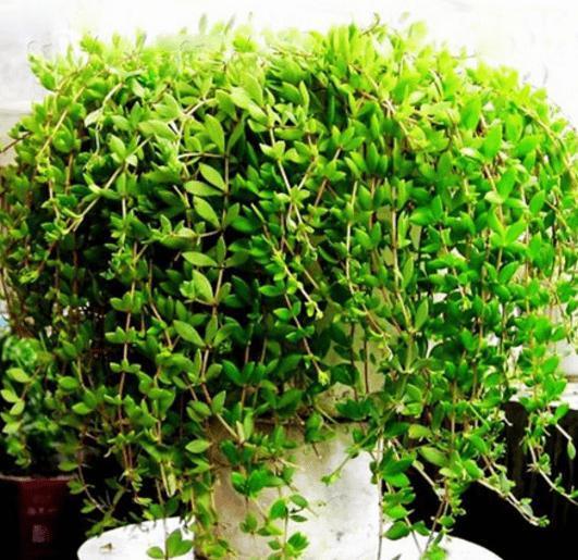 1种“野草”,农村河边常见,挖一点养盆里,比吊兰多肉好看!